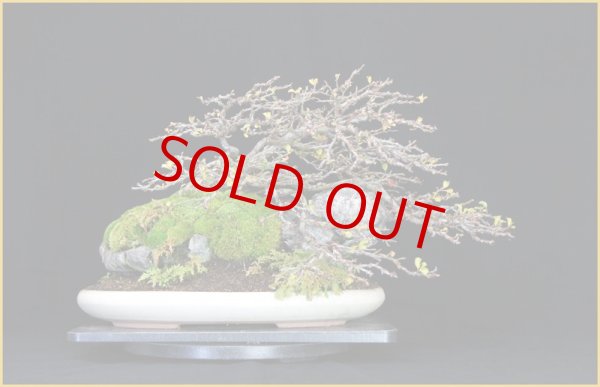 画像2: 長寿梅・石付 (2)