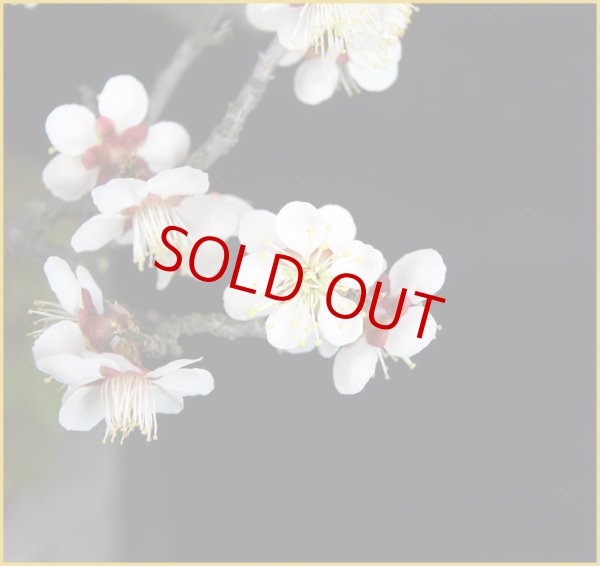 画像2: 野梅（中品）　【特価品！！】 (2)