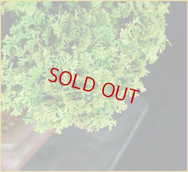 画像2: 津山桧（樹高３１ｃｍ） (2)