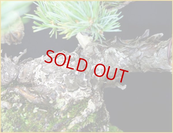 画像2: 五葉松(削げ石鉢) (2)