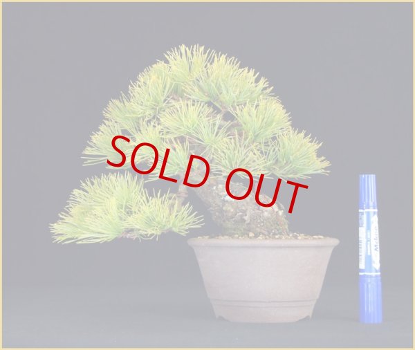 画像2: ヤフオク！終了。 ・ 五葉松（樹高18ｃｍ） (2)