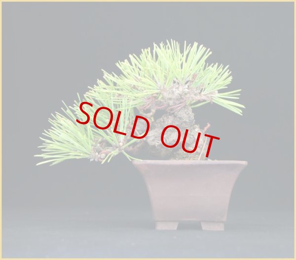 画像2: 黒松(樹高 9cm) (2)