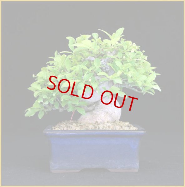 画像2: コマユミ（樹高 ９ｃｍ） (2)