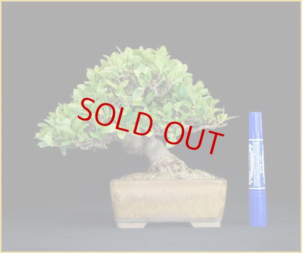 画像2: クチナシ（樹高 16ｃｍ） (2)