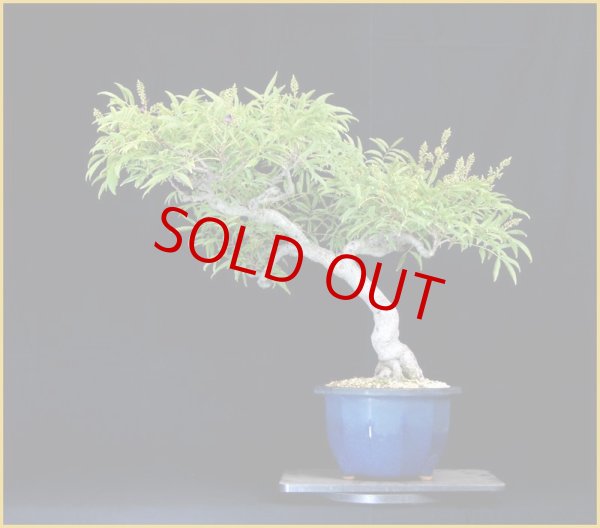 画像3: ムラサキナツフジ (3)