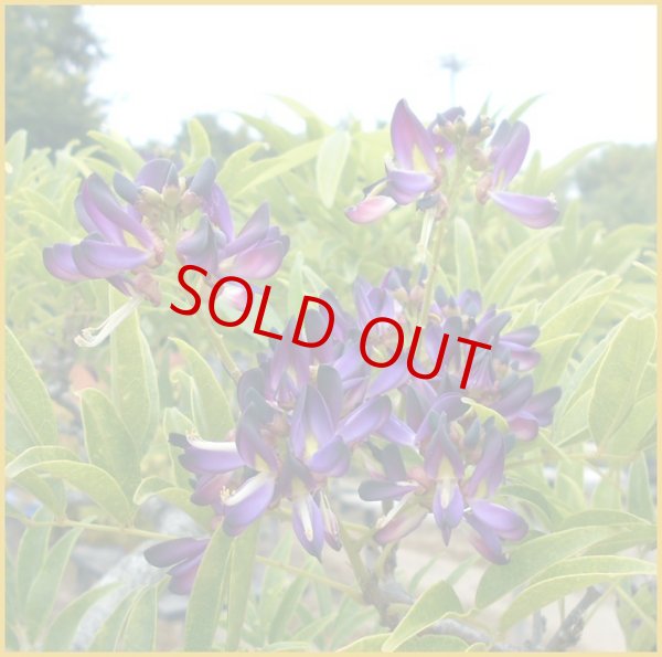 画像4: ムラサキナツフジ (4)