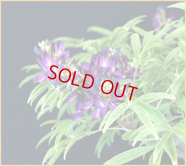 画像2: ムラサキナツフジ (2)