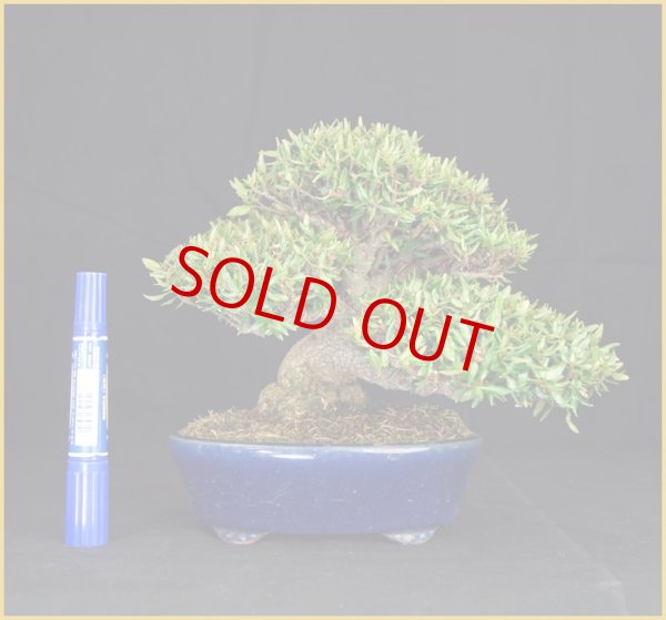 画像2: 縮緬葛（小品 ・ 樹高１６ｃｍ） (2)