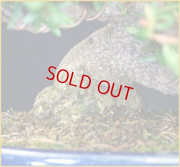 画像3: 縮緬葛（小品 ・ 樹高１６ｃｍ） (3)