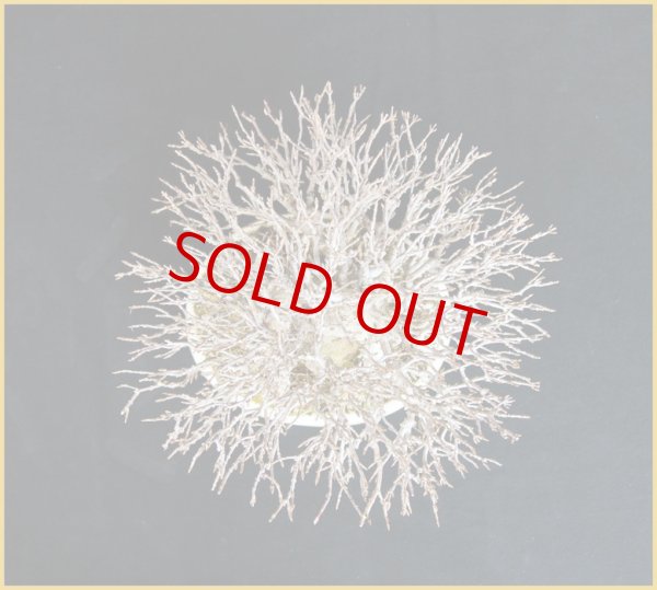 画像3: 楓（小品 ・１８ｃｍ） (3)