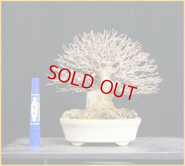 画像2: 楓（小品 ・１８ｃｍ） (2)