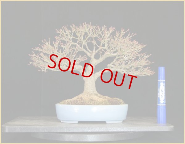 画像2: 紅葉（鹿島八房）・小品20ｃｍ (2)