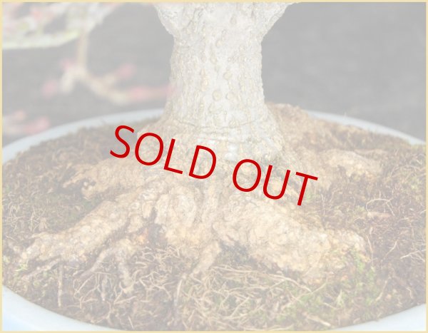 画像3: 紅葉（鹿島八房）・小品20ｃｍ (3)