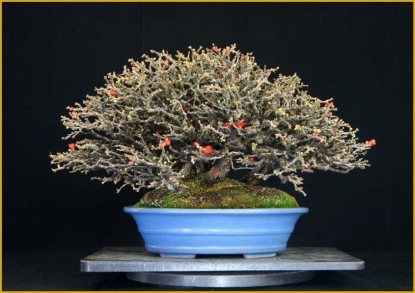 画像3: 長寿梅（寄せ植え・中品） (3)