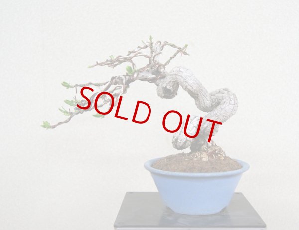 画像3: マユミ・荒皮性（小品・樹高13ｃｍ） (3)