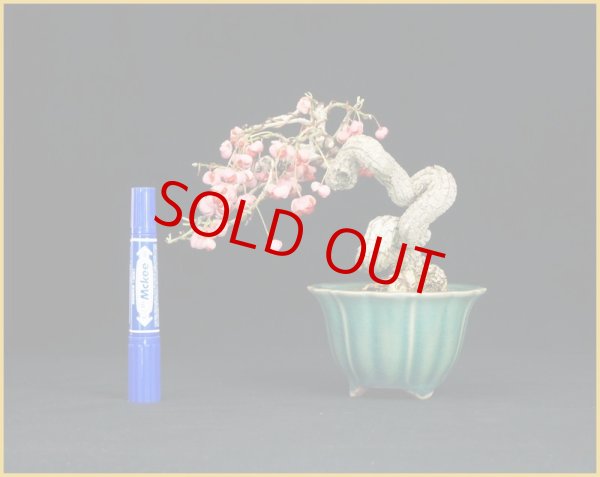 画像2: マユミ・荒皮性（小品・樹高13ｃｍ） (2)