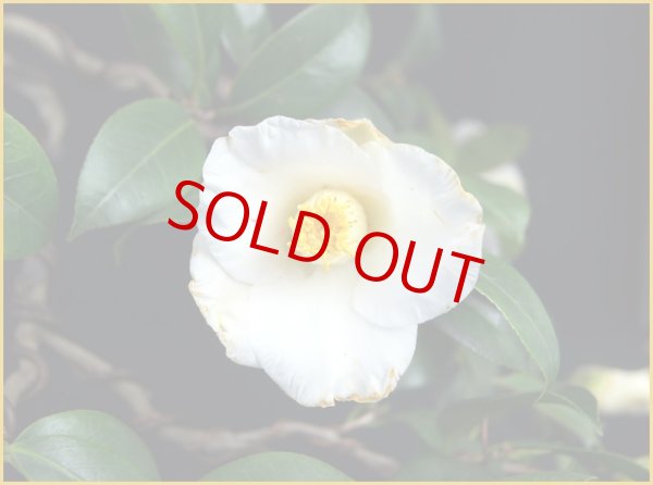 画像2: 椿(秋一番) (2)