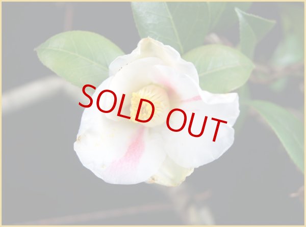 画像3: 椿(秋一番) (3)