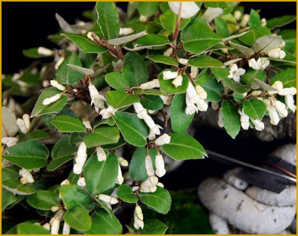 画像3: 寒ぐみ（半懸崖・樹高２２ｃｍ） (3)