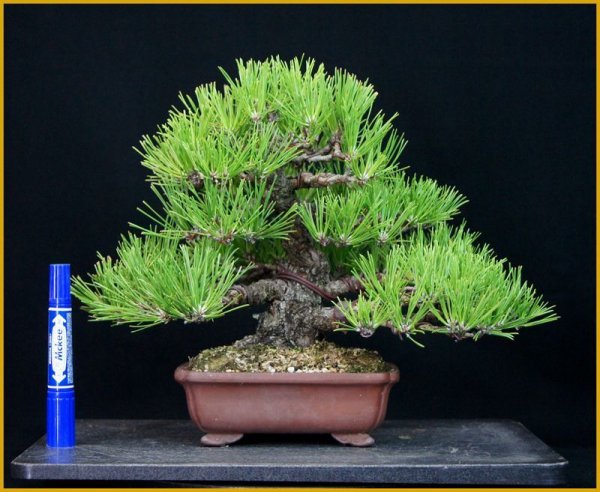 画像2: 黒松(樹高24cm・貴風サイズ) (2)