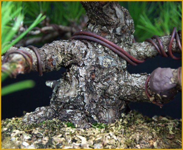 画像3: 黒松(樹高24cm・貴風サイズ) (3)