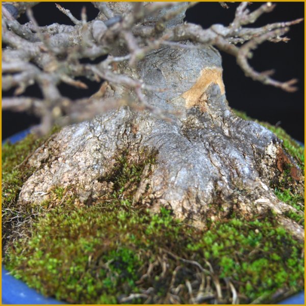 画像2: 楓（樹高２０cm） (2)