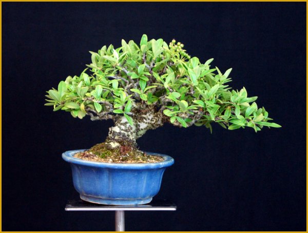 2025年7月24日の姿