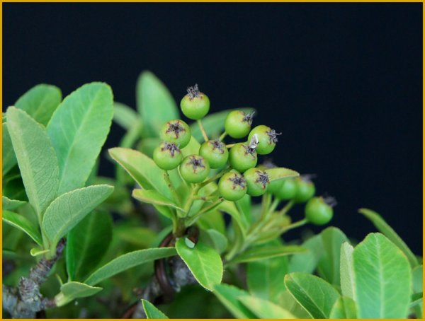 画像3: タチバナモドキ（樹高１６cm） (3)