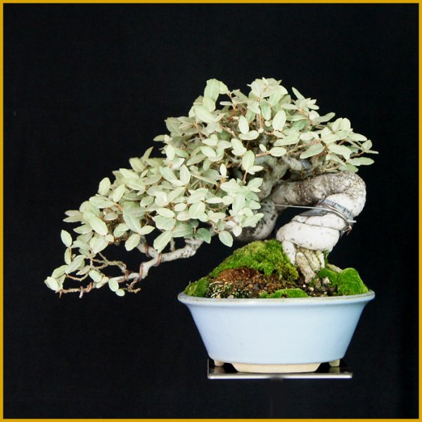 画像1: 寒ぐみ（半懸崖・樹高２２ｃｍ） (1)