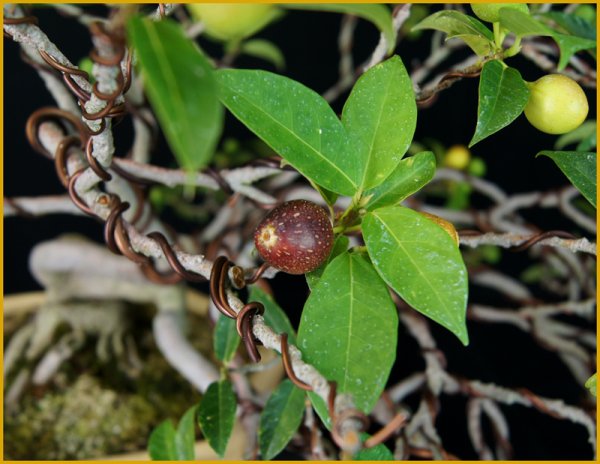 画像2: イヌビワ（樹高３７cm） (2)