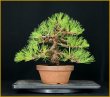 画像1: 黒松（樹高２５cm） (1)