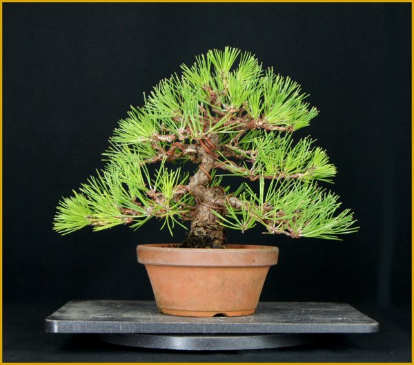 画像1: 黒松（樹高２５cm） (1)