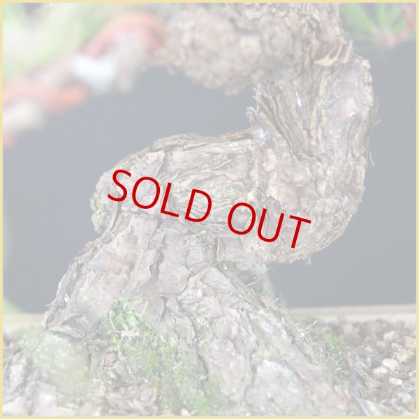 画像2: 黒松（中品・樹高３７cm） (2)