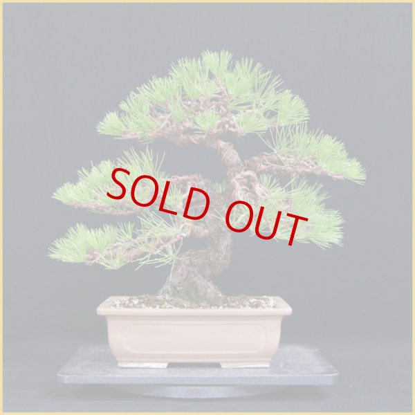 黒松（中品・樹高37cm） - 米谷大蓉園