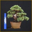 画像3: ソナレ・磯馴（樹高１６cm） (3)