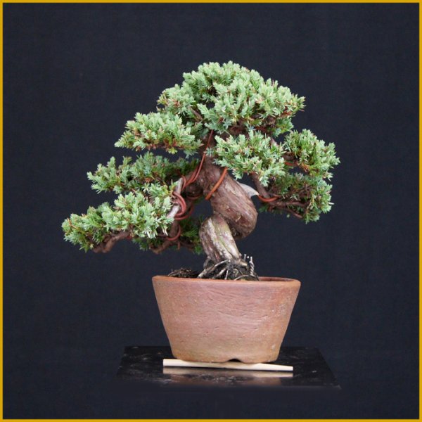 画像2: ソナレ・磯馴（樹高１６cm） (2)