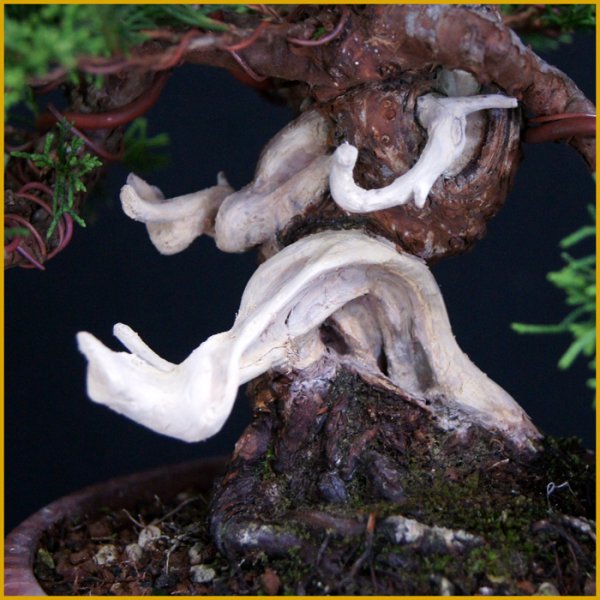 画像2: 真柏（小品・樹高１９cm） (2)