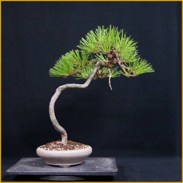 画像1: 黒松・文人（樹高４６cm） (1)