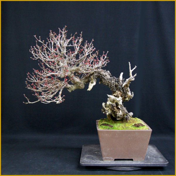 画像1: 緋梅（樹高４６ｃｍ） (1)