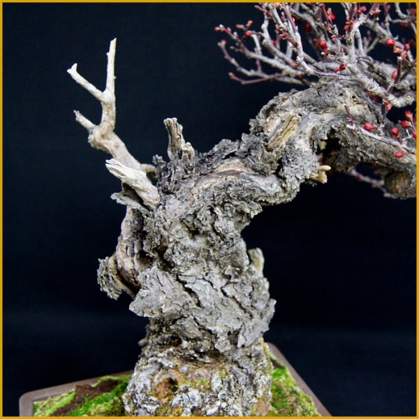 画像3: 緋梅（樹高４６ｃｍ） (3)