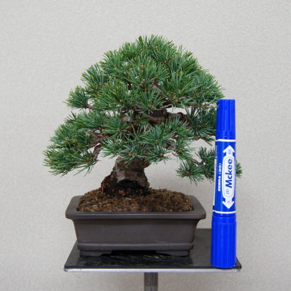 画像2: 五葉松・小品（樹高１５cm） (2)