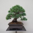 画像1: 五葉松・小品（樹高１５cm） (1)