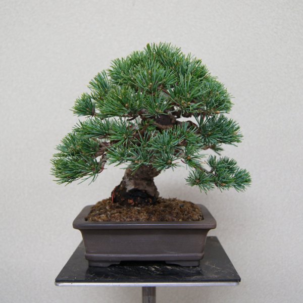 画像1: 五葉松・小品（樹高１５cm） (1)