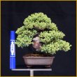 画像3: ソナレ・磯馴（樹高１６cm） (3)