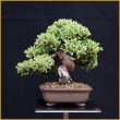 画像2: ソナレ・磯馴（樹高１６cm） (2)