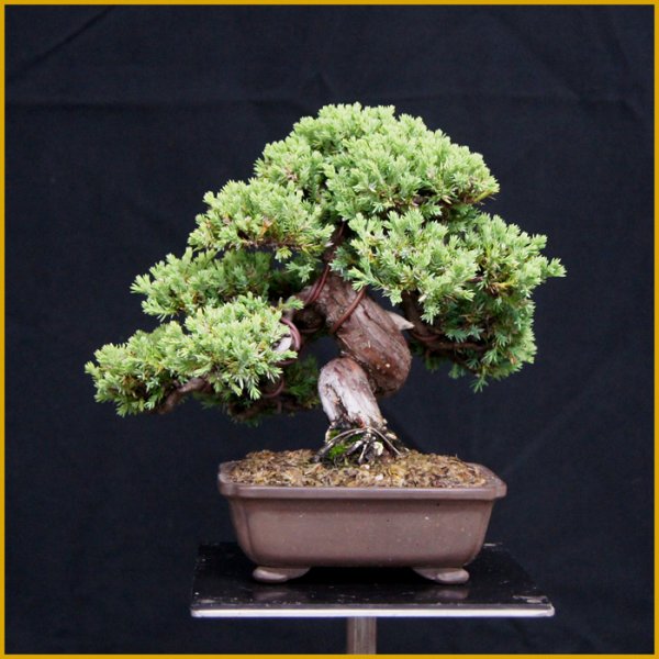 画像2: ソナレ・磯馴（樹高１６cm） (2)
