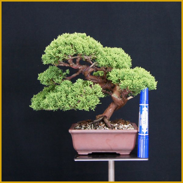画像2: 真柏（樹高１９cm） (2)