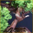 画像3: 真柏（樹高１９cm） (3)