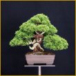 画像1: 真柏（小品・樹高２０cm） (1)