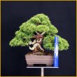 画像2: 真柏（小品・樹高２０cm） (2)